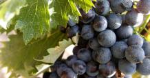 images/categorieimages/Corvina grape.jpg
